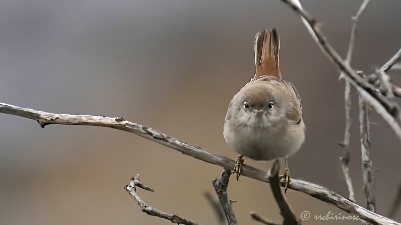 Asian desert warbler