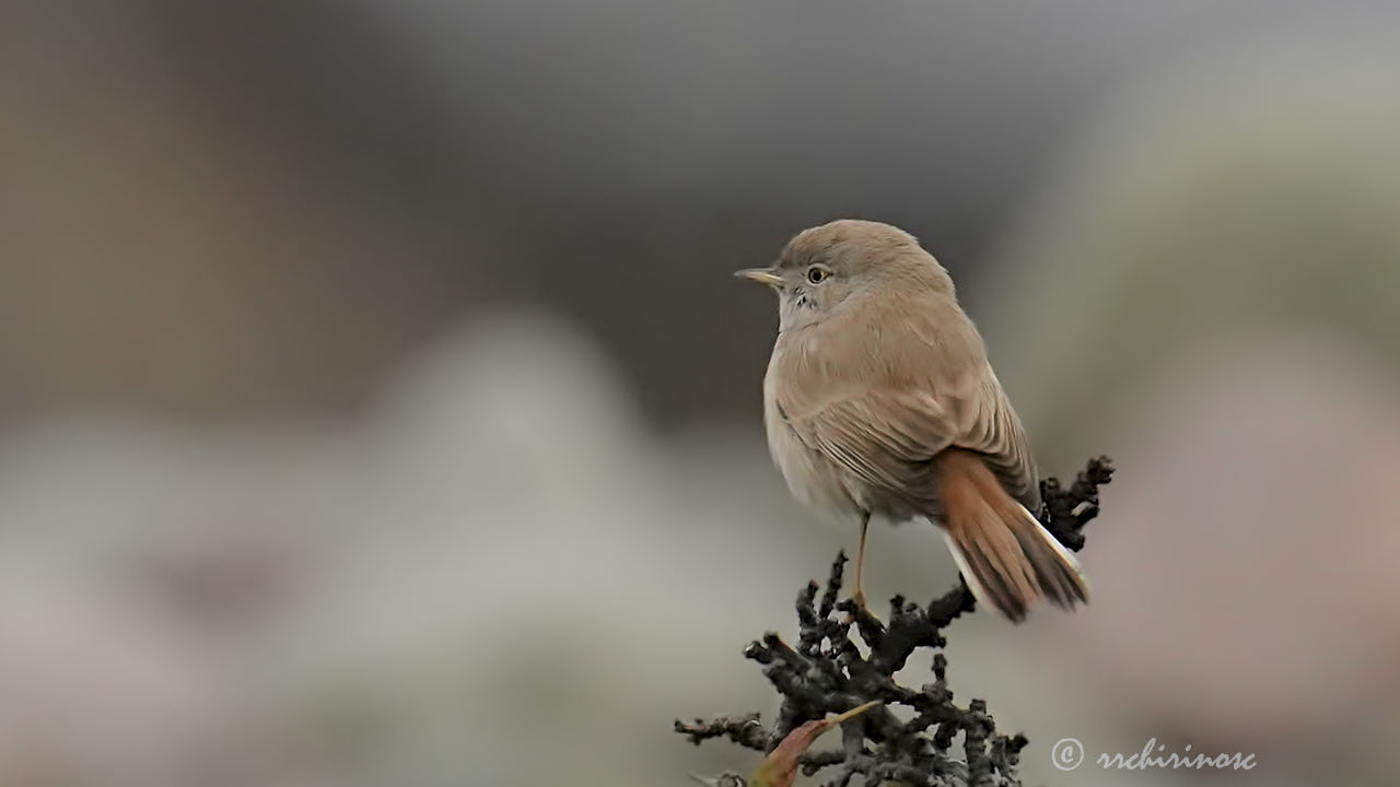 Asian desert warbler