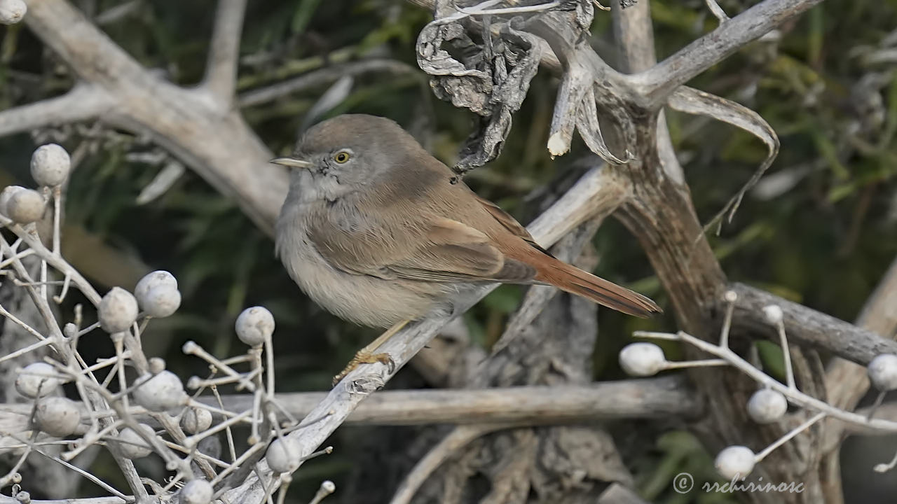 Asian desert warbler