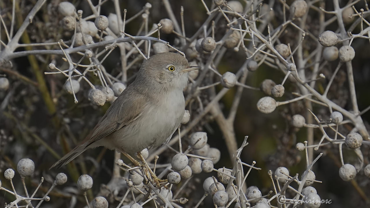 Asian desert warbler