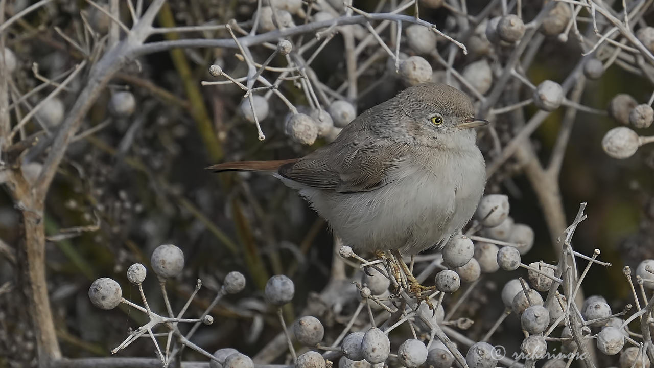 Asian desert warbler