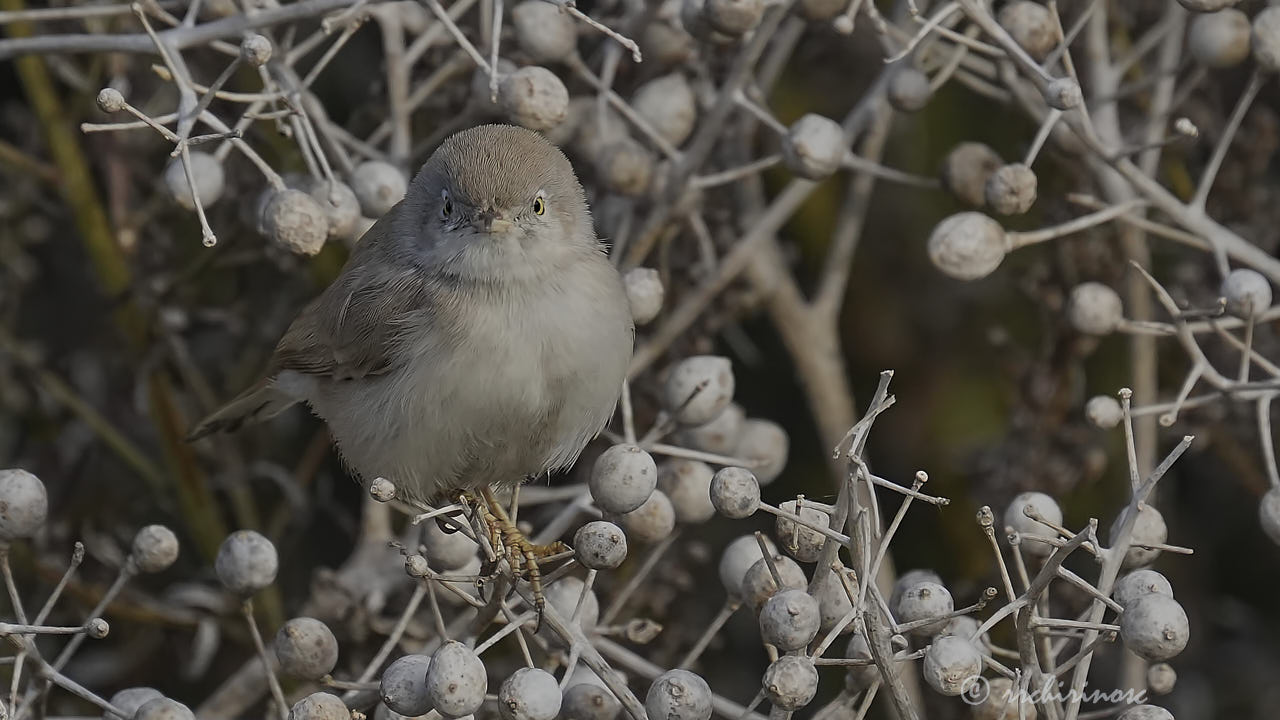 Asian desert warbler