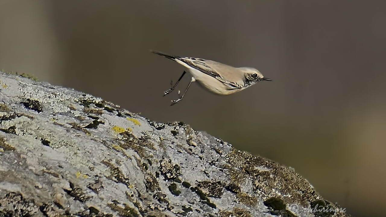 Desert wheatear