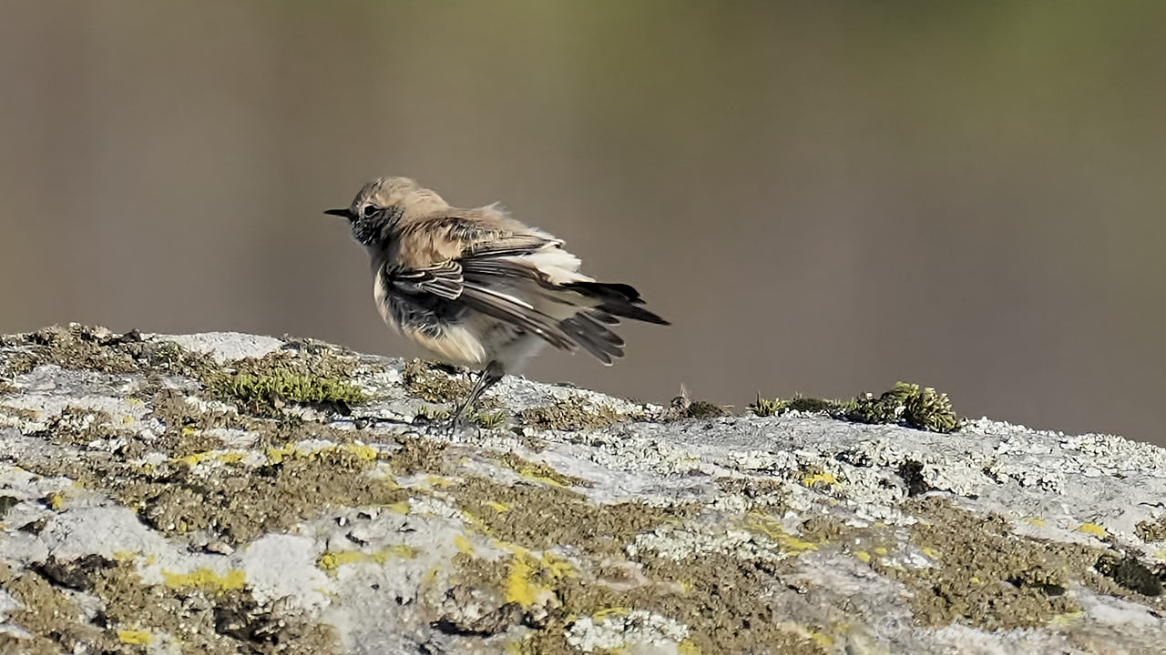 Desert wheatear