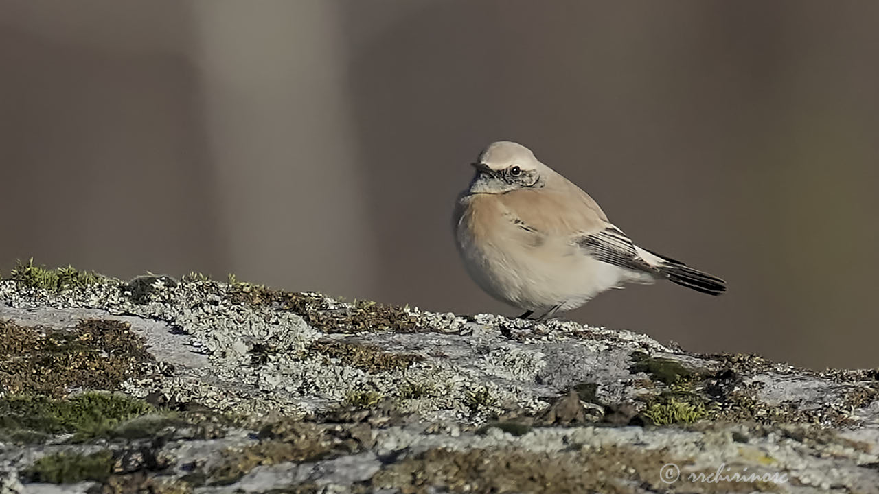 Desert wheatear