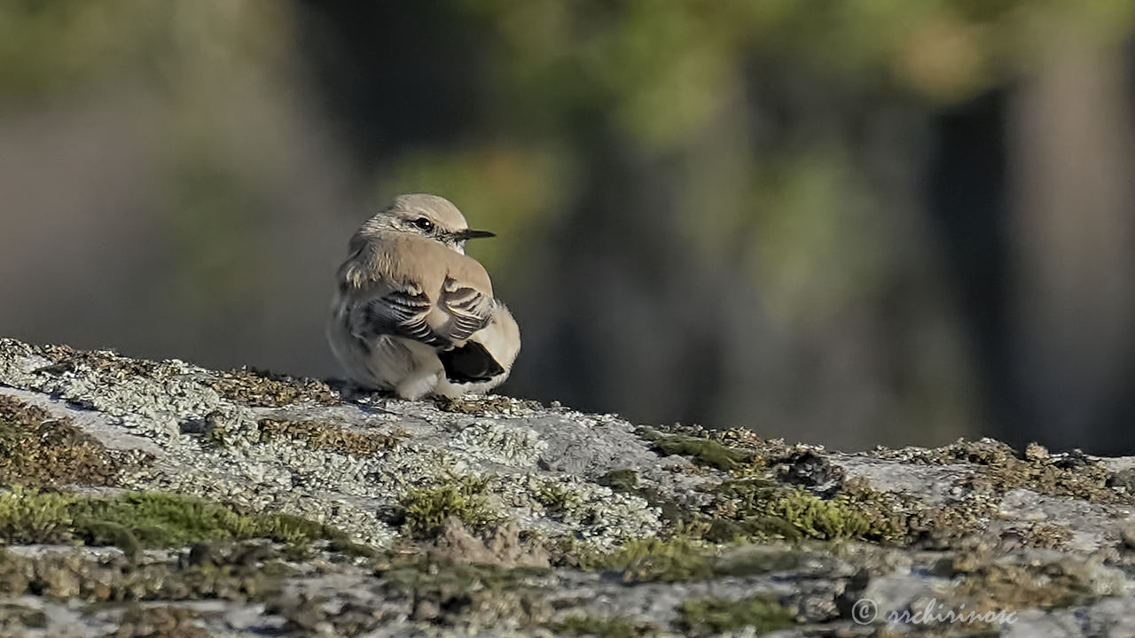 Desert wheatear