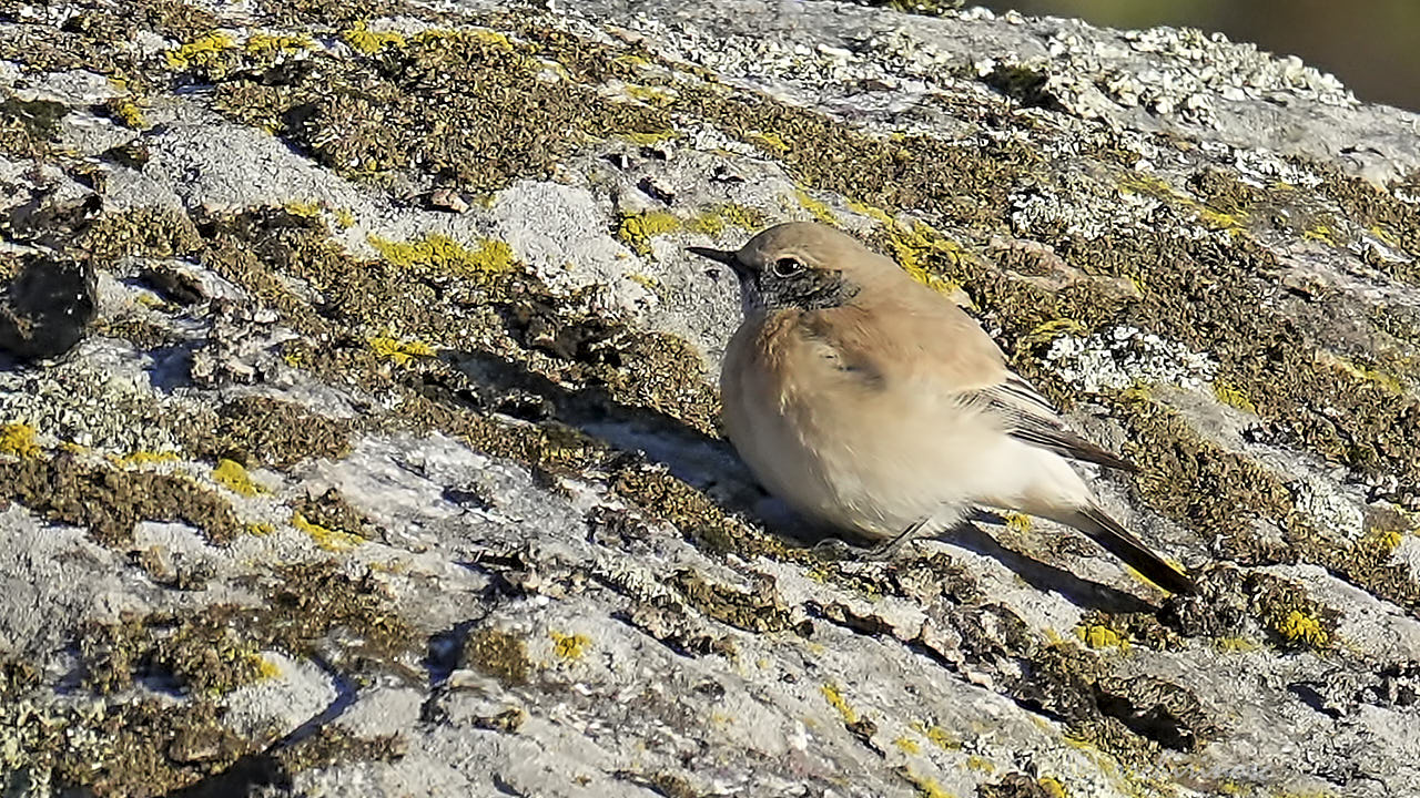 Desert wheatear