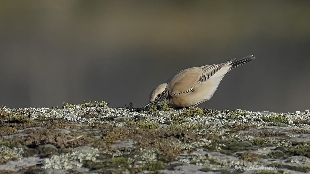 Desert wheatear