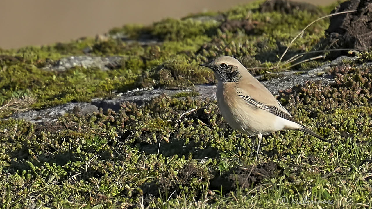 Desert wheatear