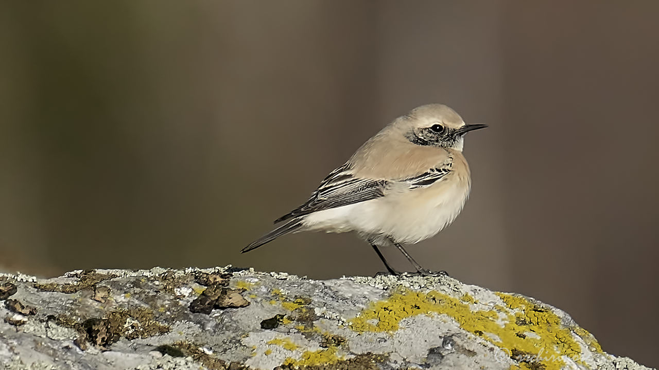 Desert wheatear