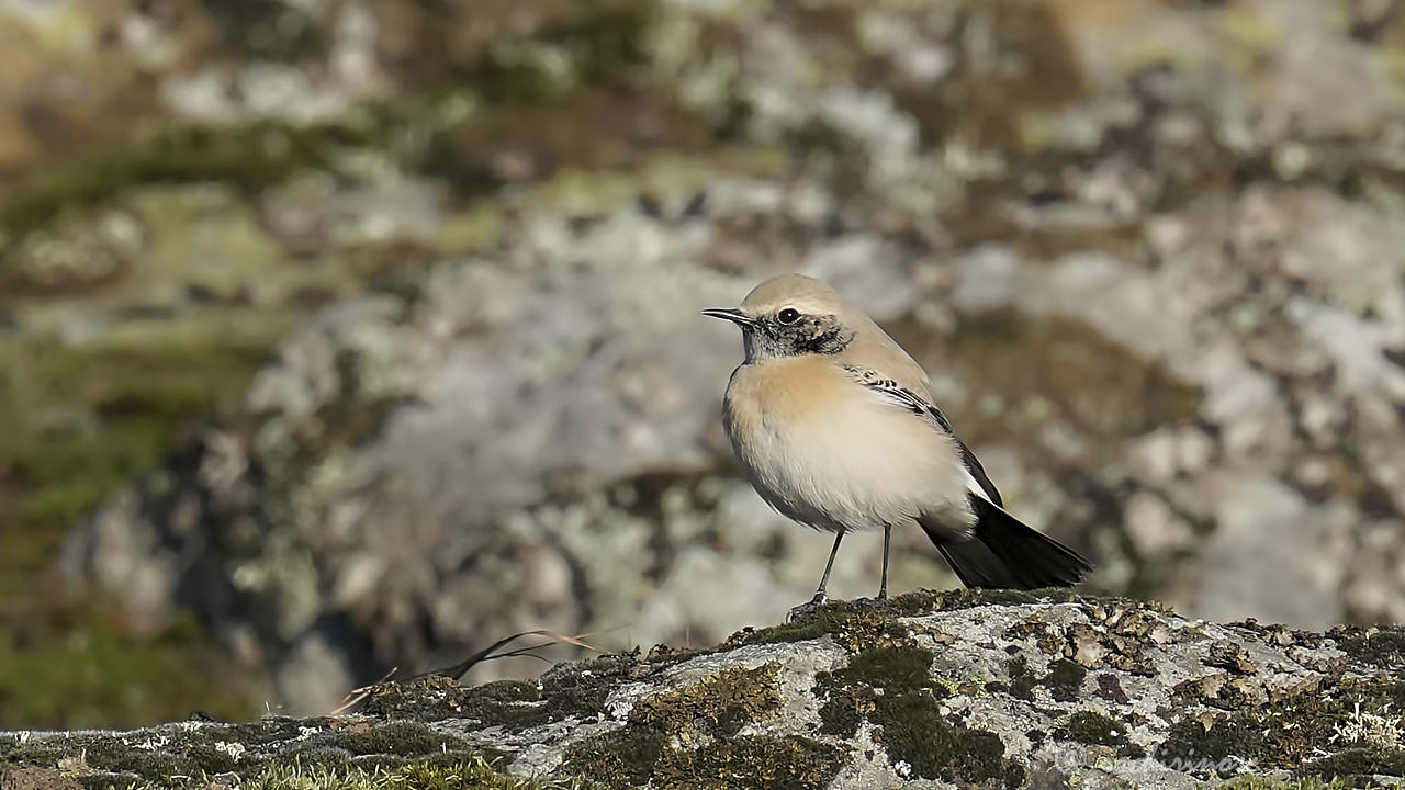 Desert wheatear