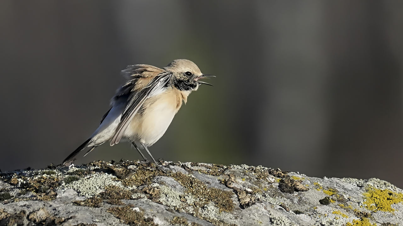 Desert wheatear