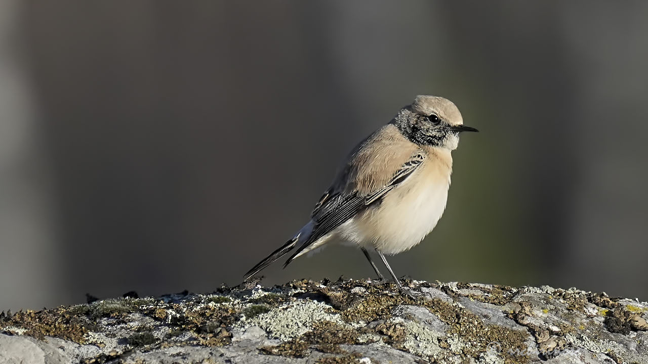 Desert wheatear