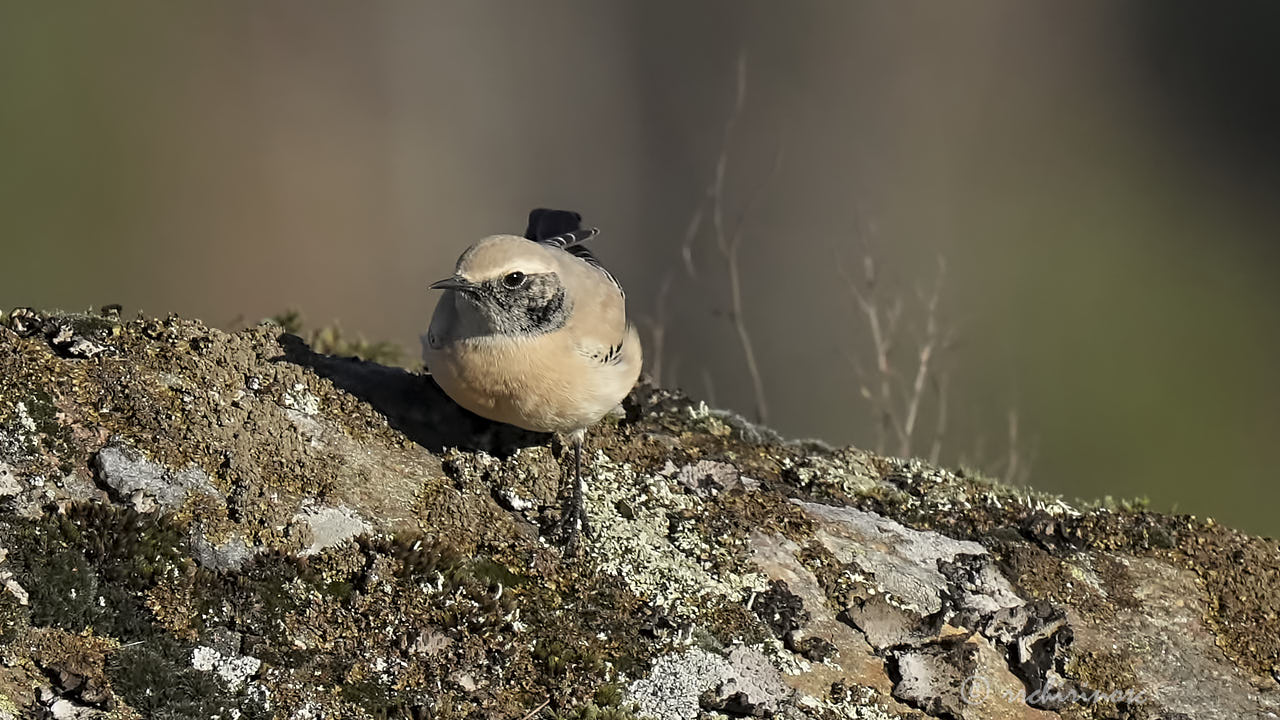 Desert wheatear