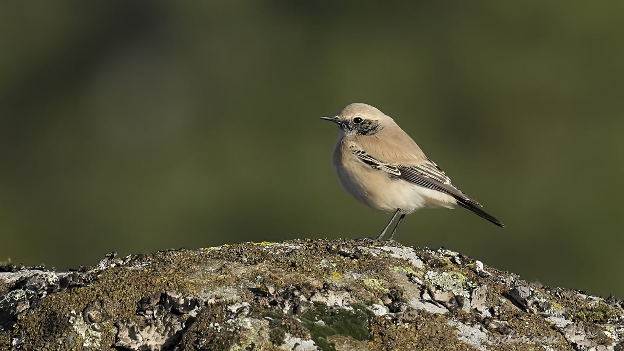 Desert wheatear