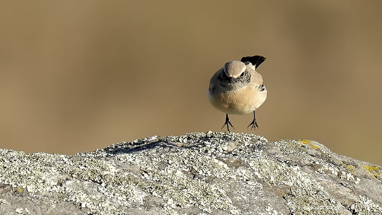 Desert wheatear