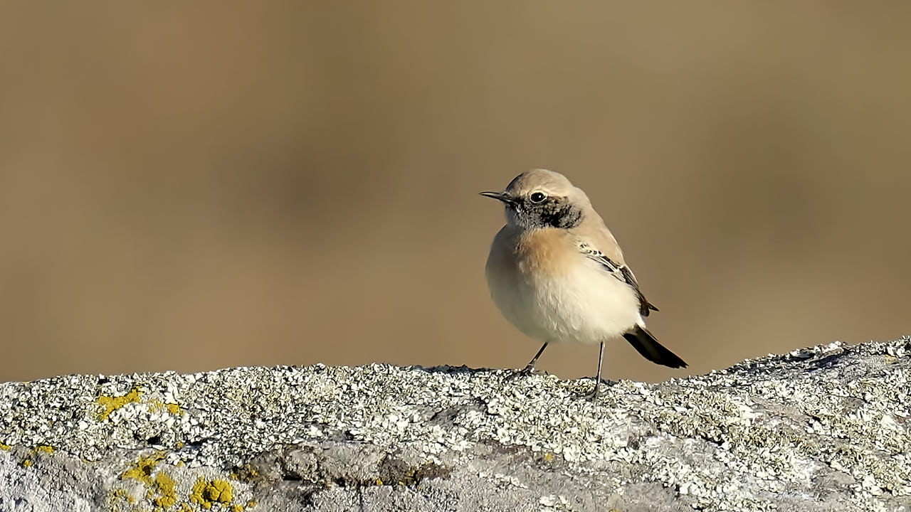 Desert wheatear