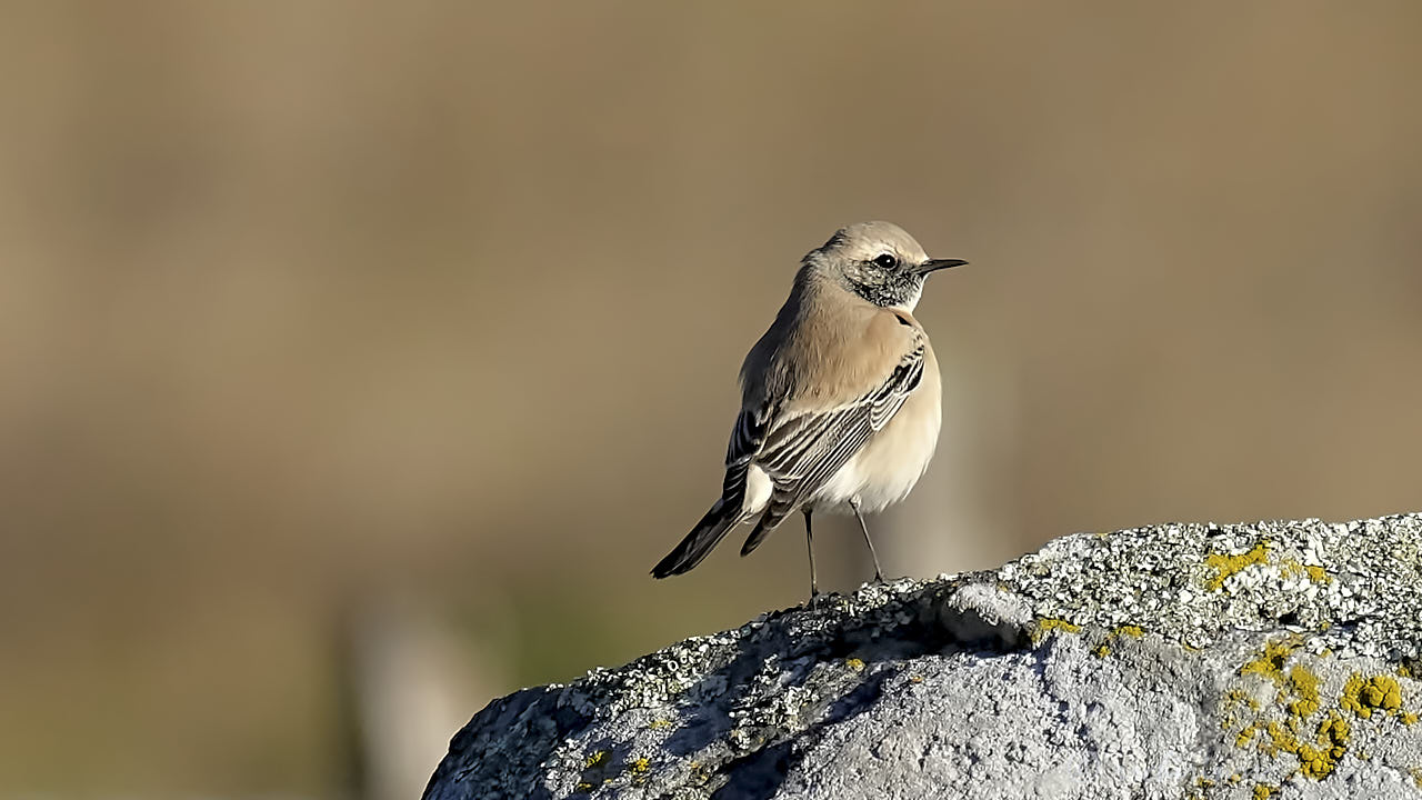 Desert wheatear