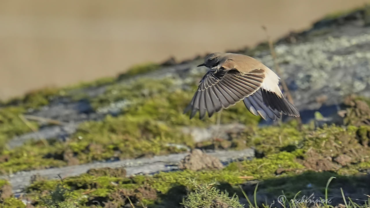 Desert wheatear