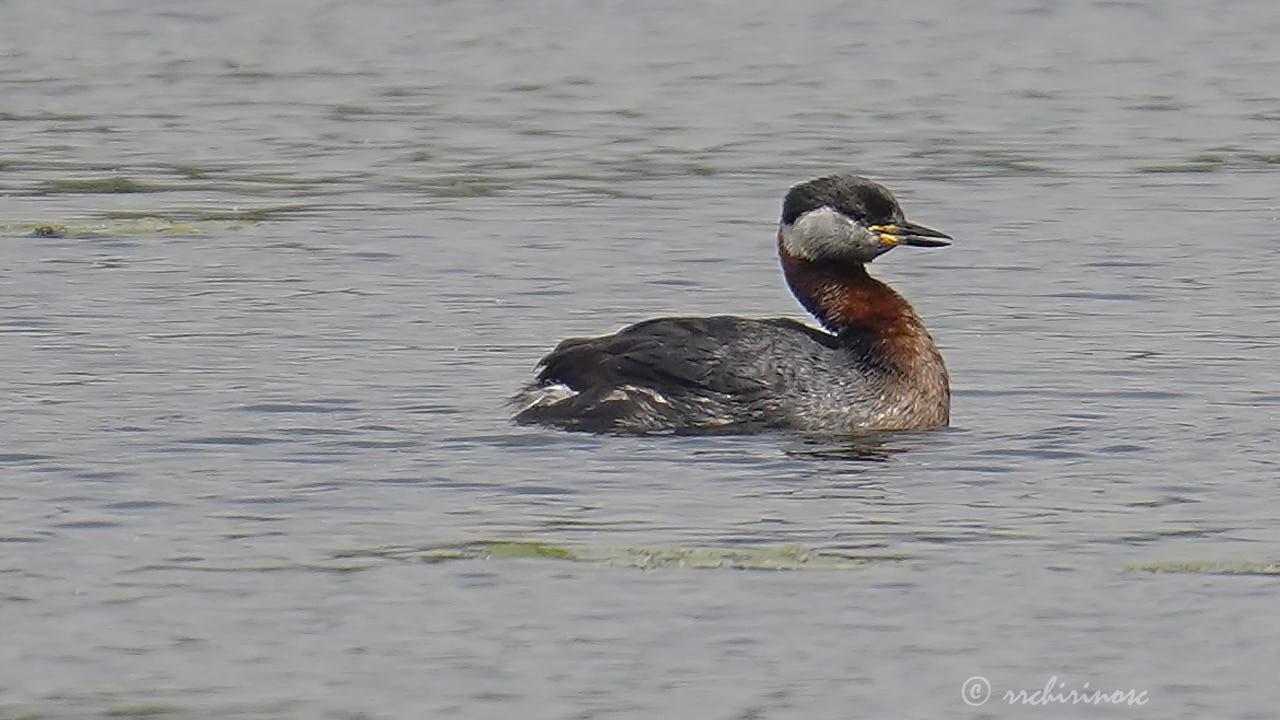 Red-necked grebe