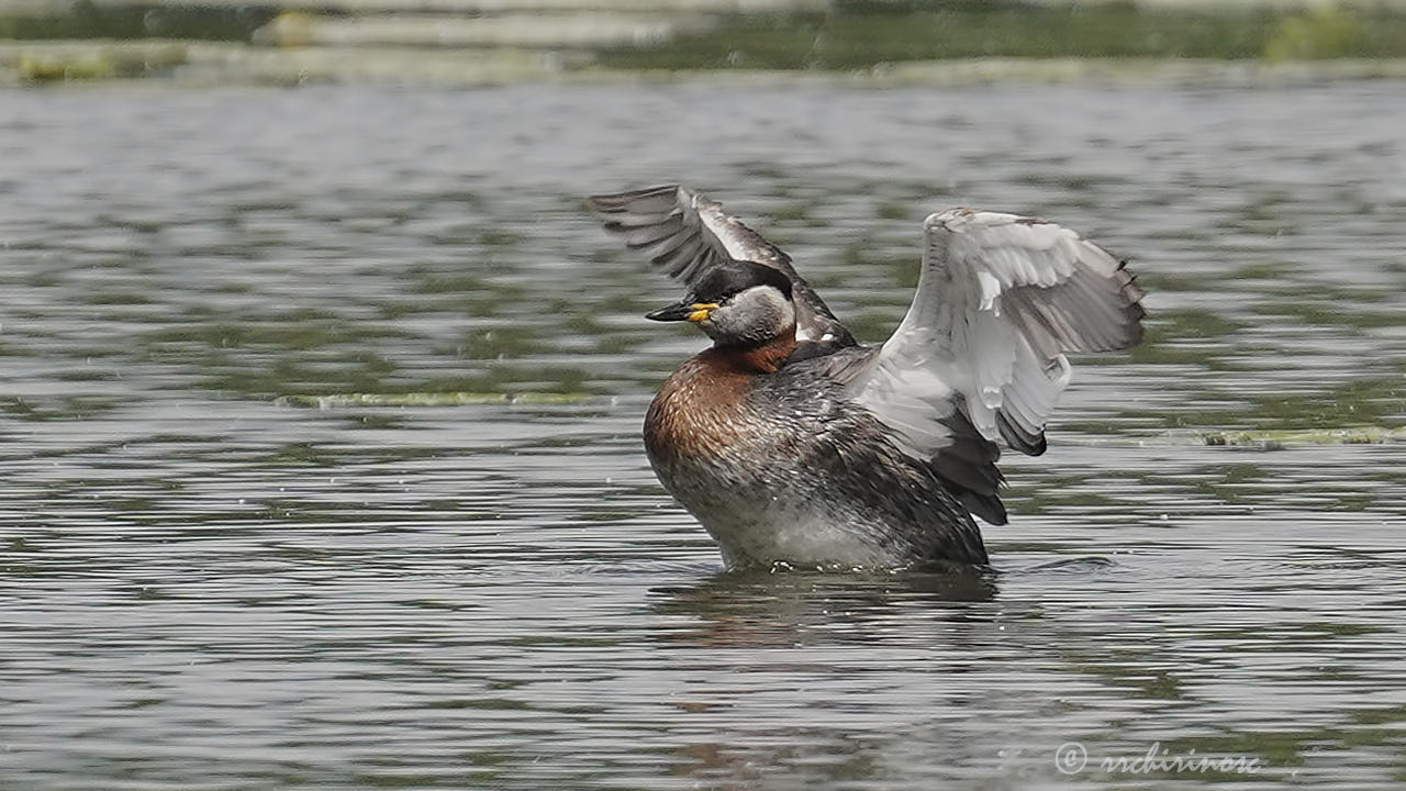 Red-necked grebe