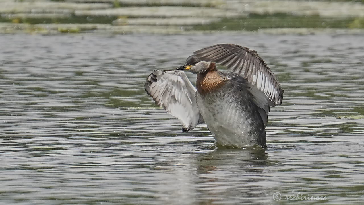 Red-necked grebe