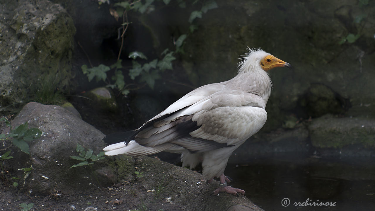 Egyptian vulture