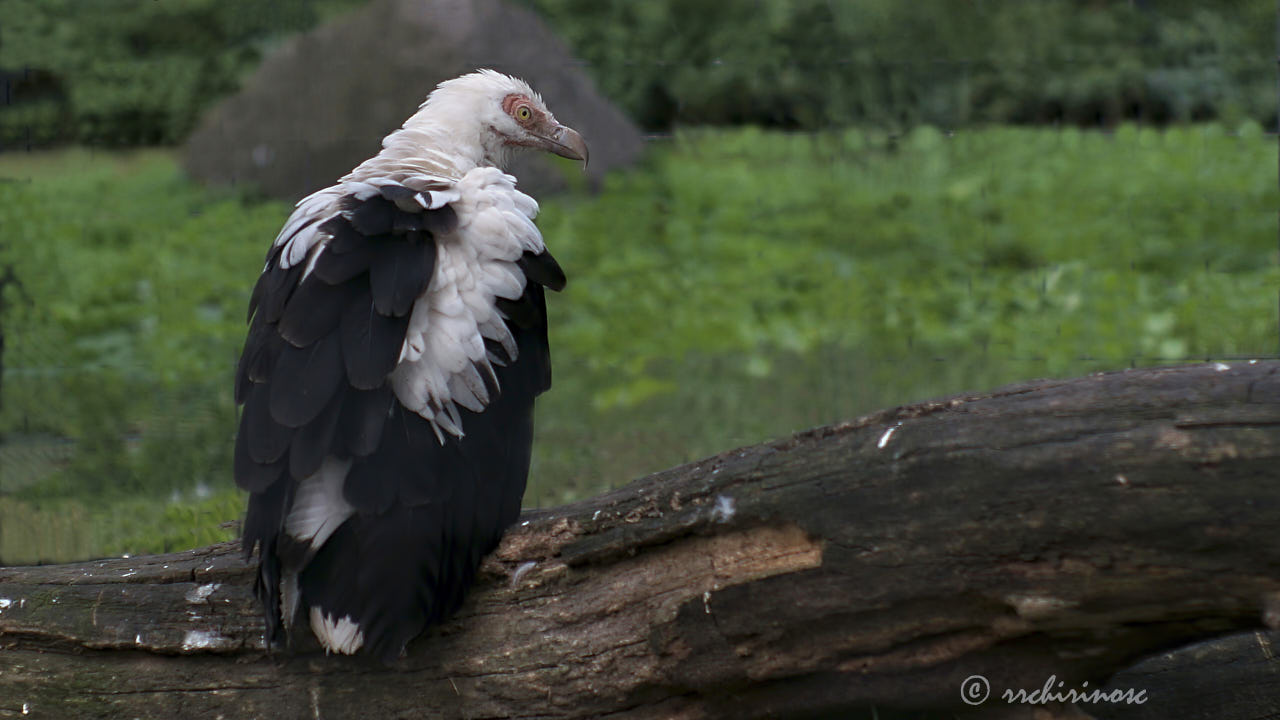 Palm-nut vulture