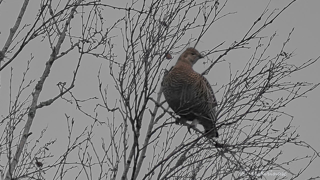 Black grouse