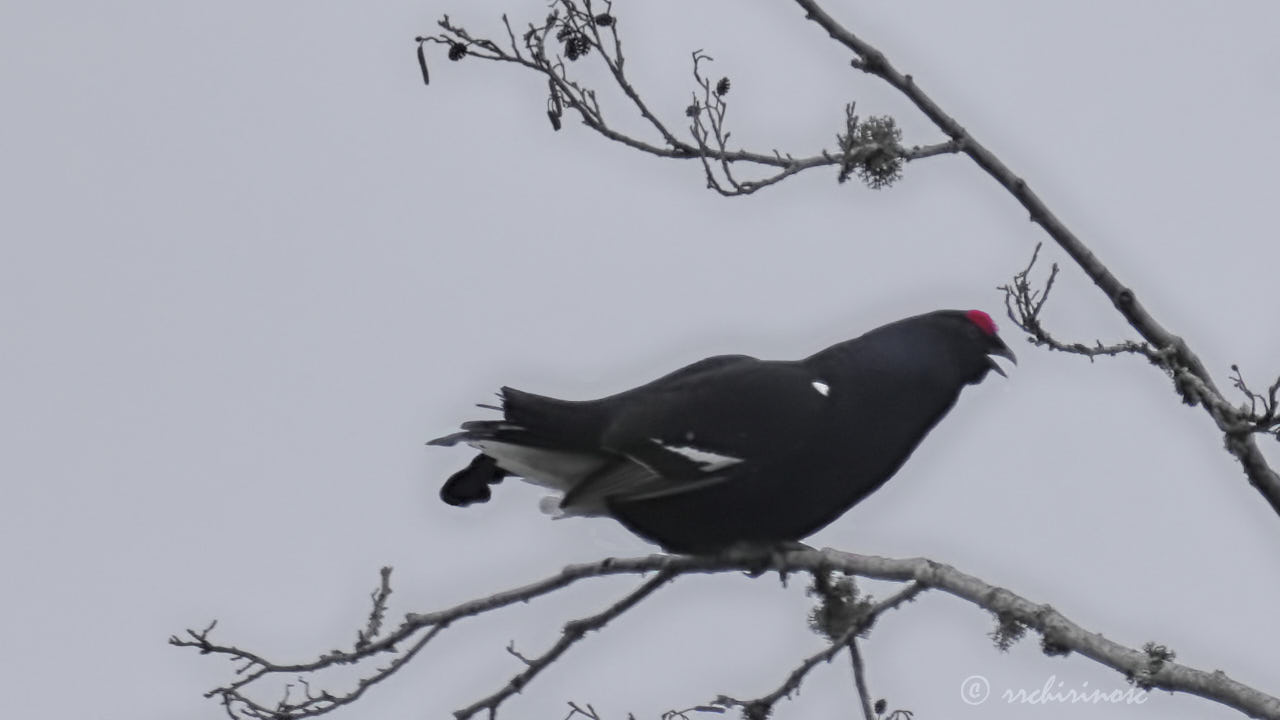 Black grouse