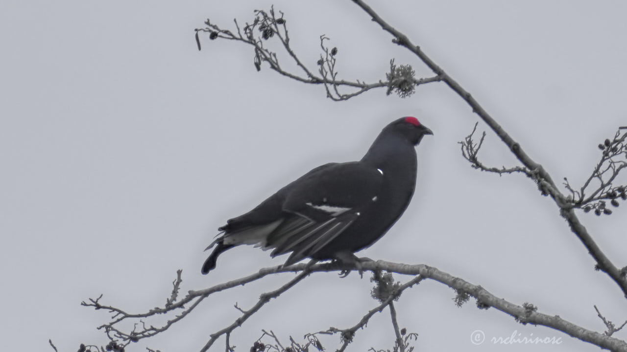 Black grouse