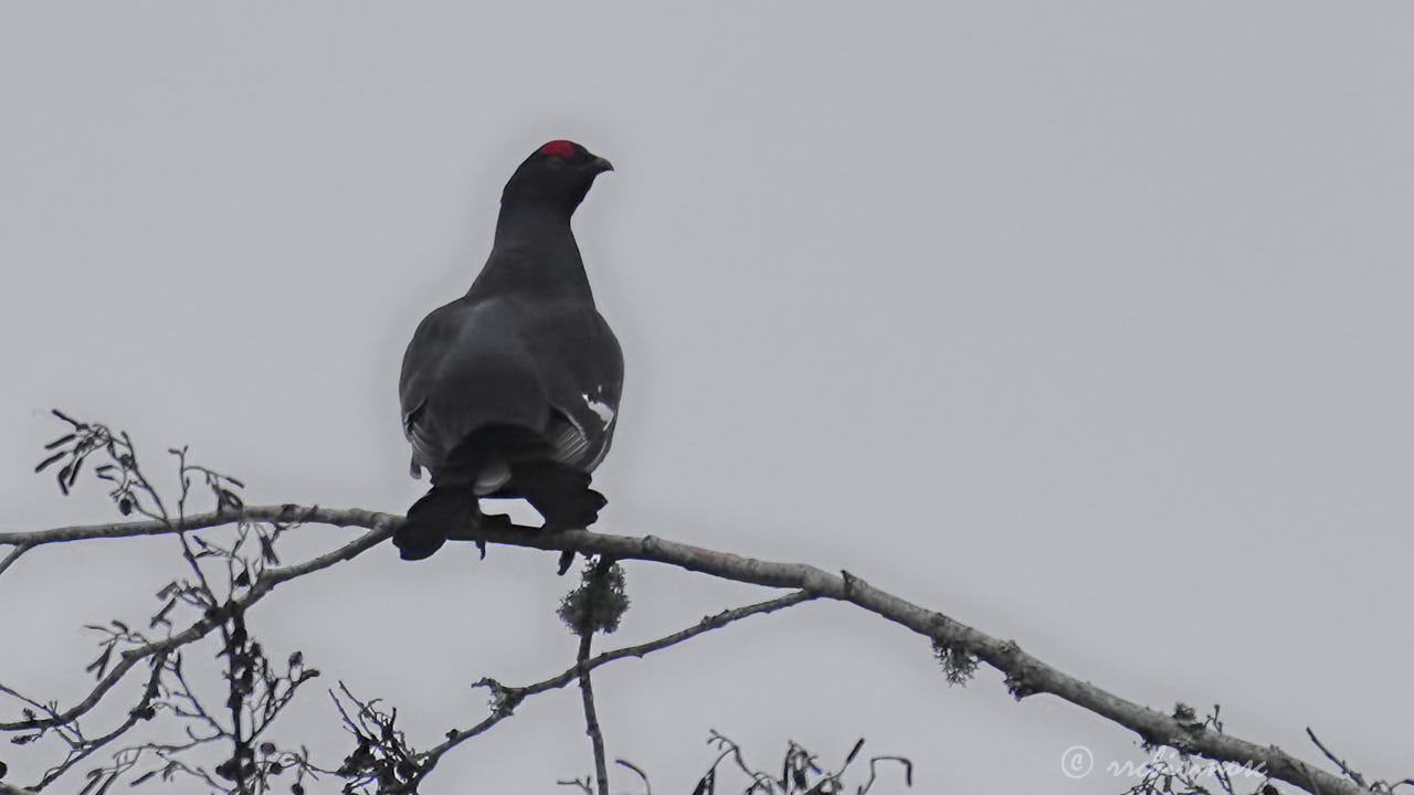 Black grouse