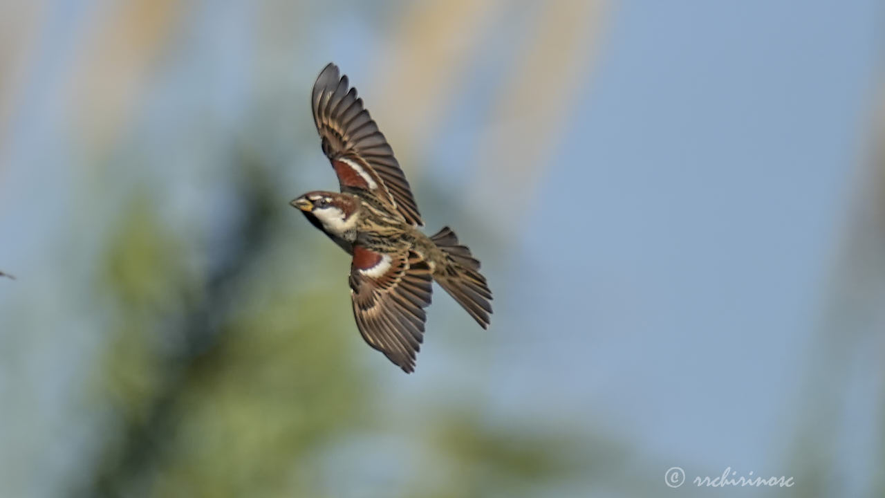 Spanish sparrow