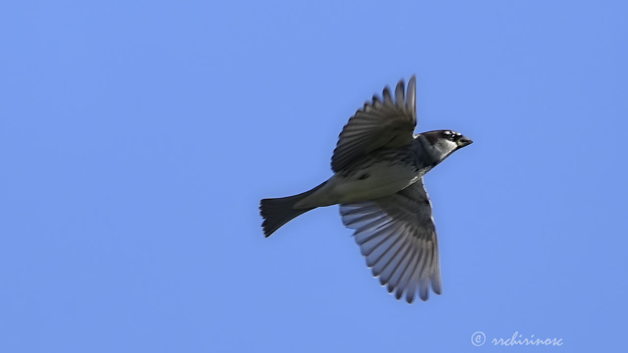 Spanish sparrow