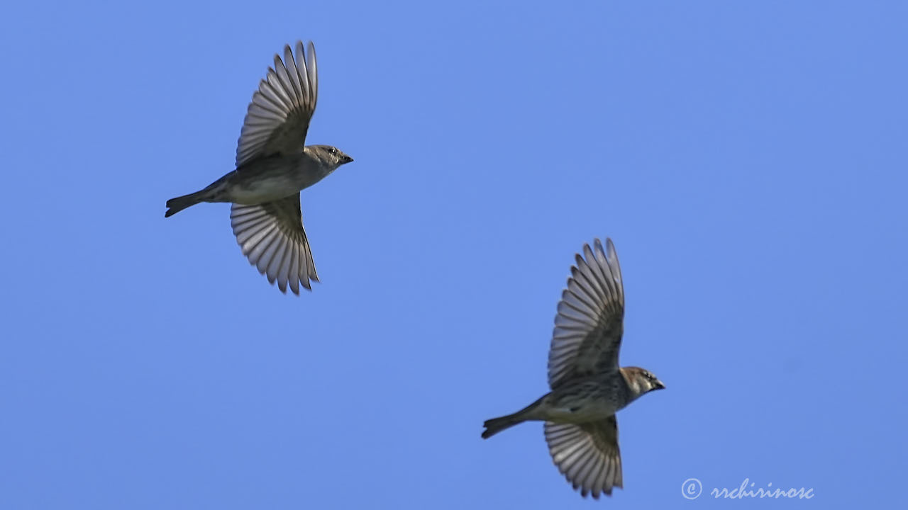 Spanish sparrow