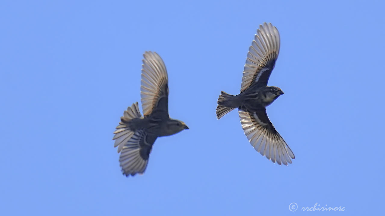 Spanish sparrow