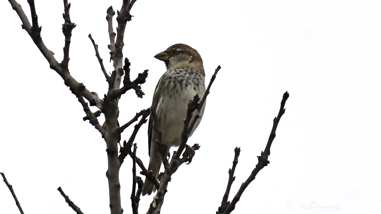 Spanish sparrow