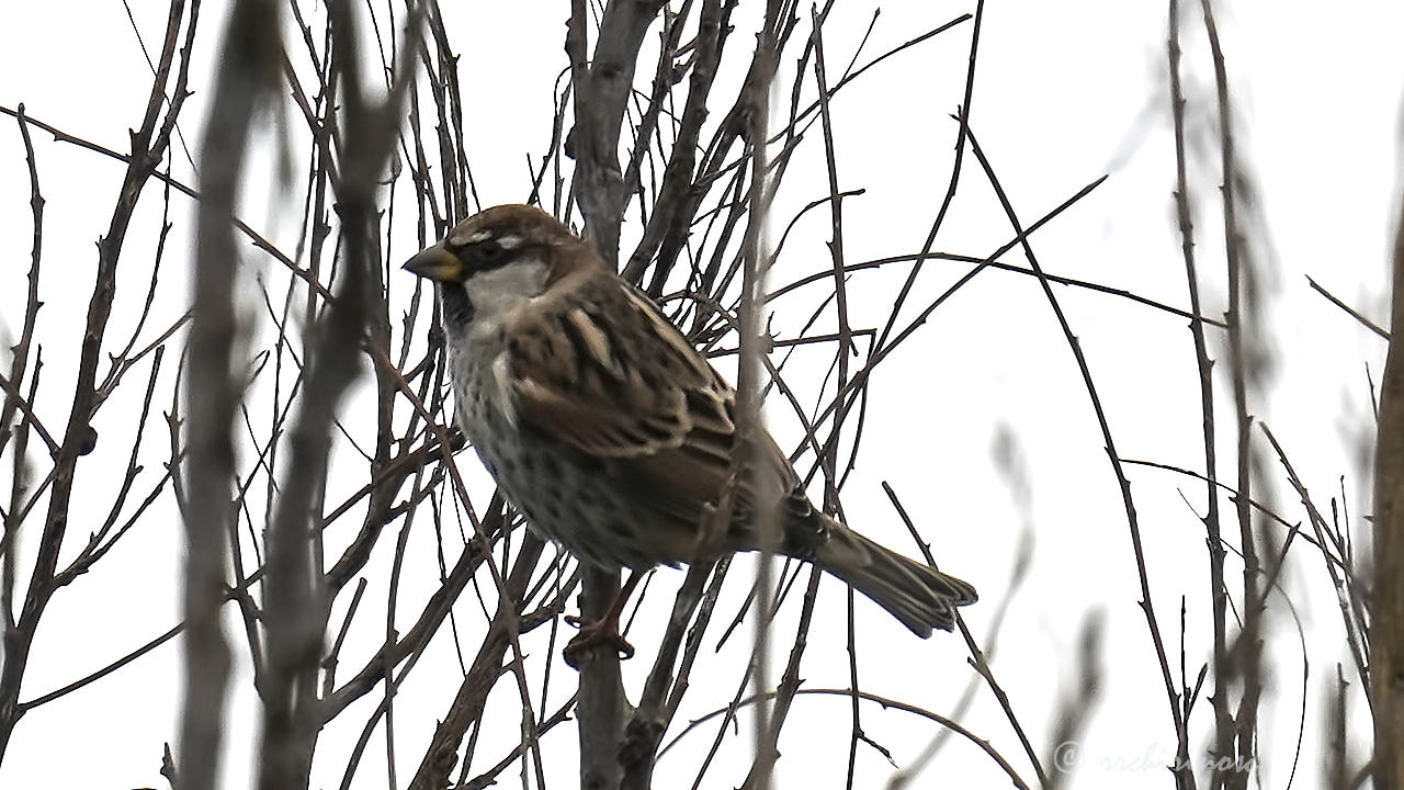 Spanish sparrow