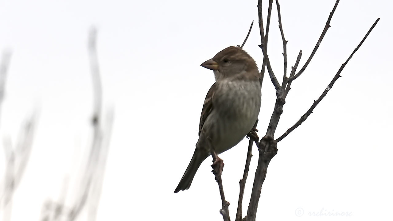 Spanish sparrow