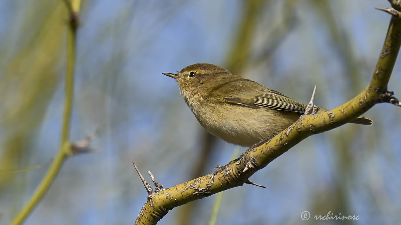 Hume's warbler