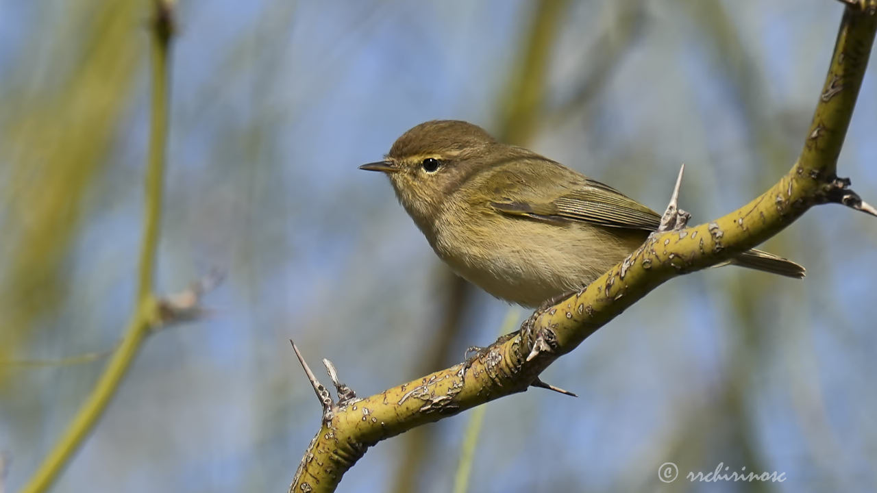 Hume's warbler