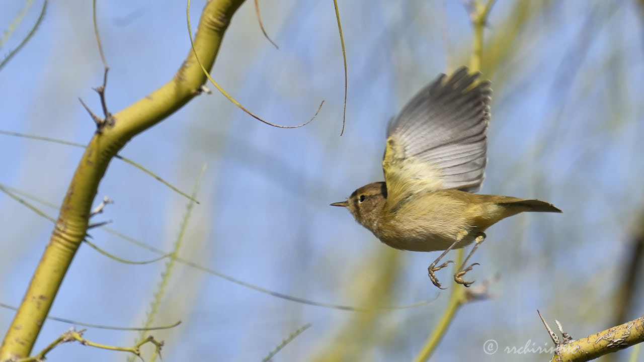 Hume's warbler