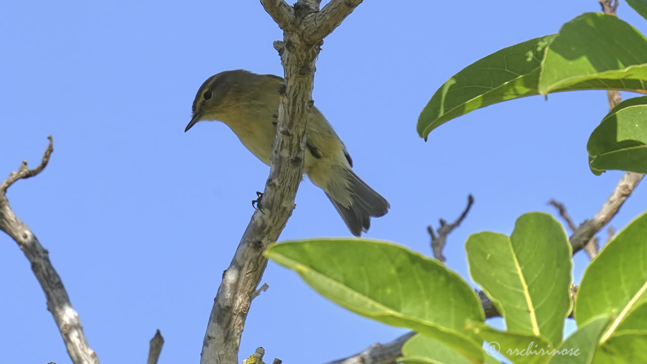 Hume's warbler