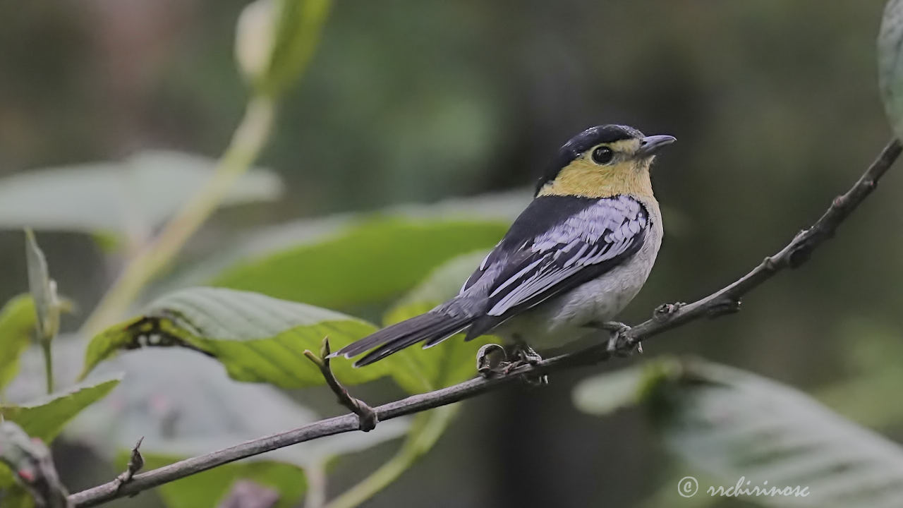 Barred becard