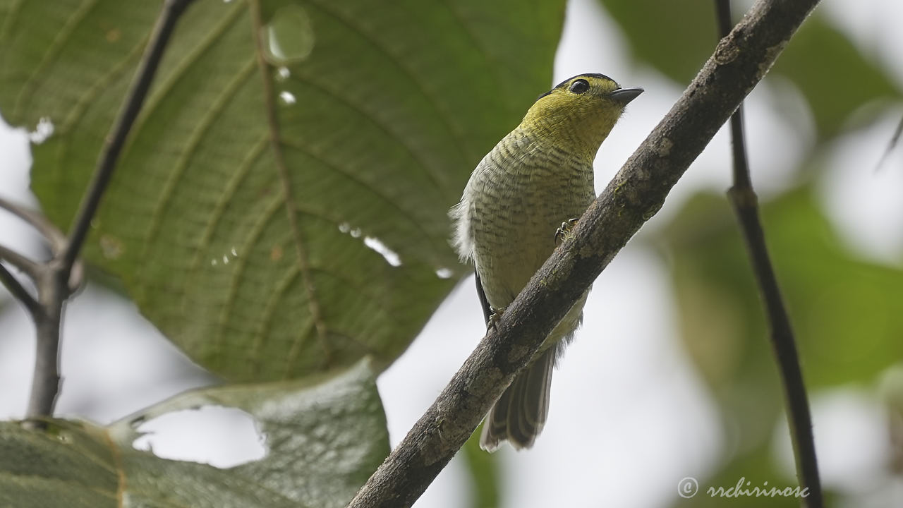 Barred becard