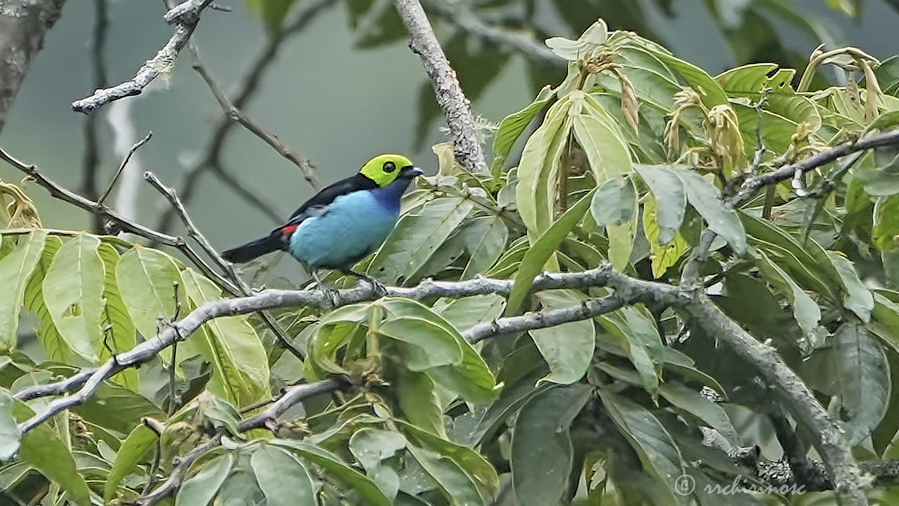 Paradise tanager