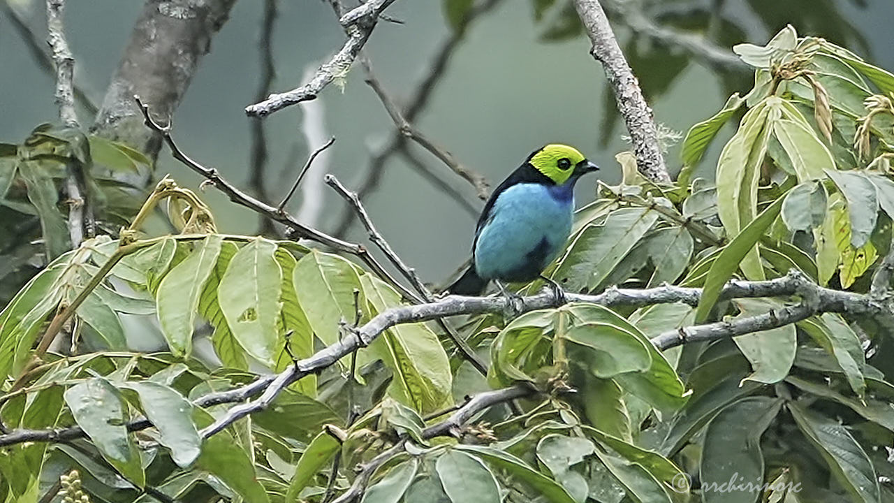 Paradise tanager