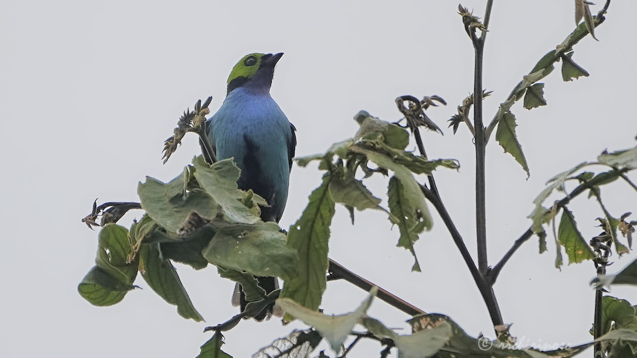 Paradise tanager