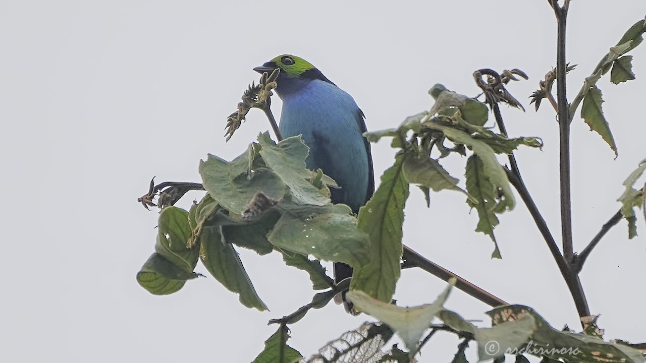 Paradise tanager