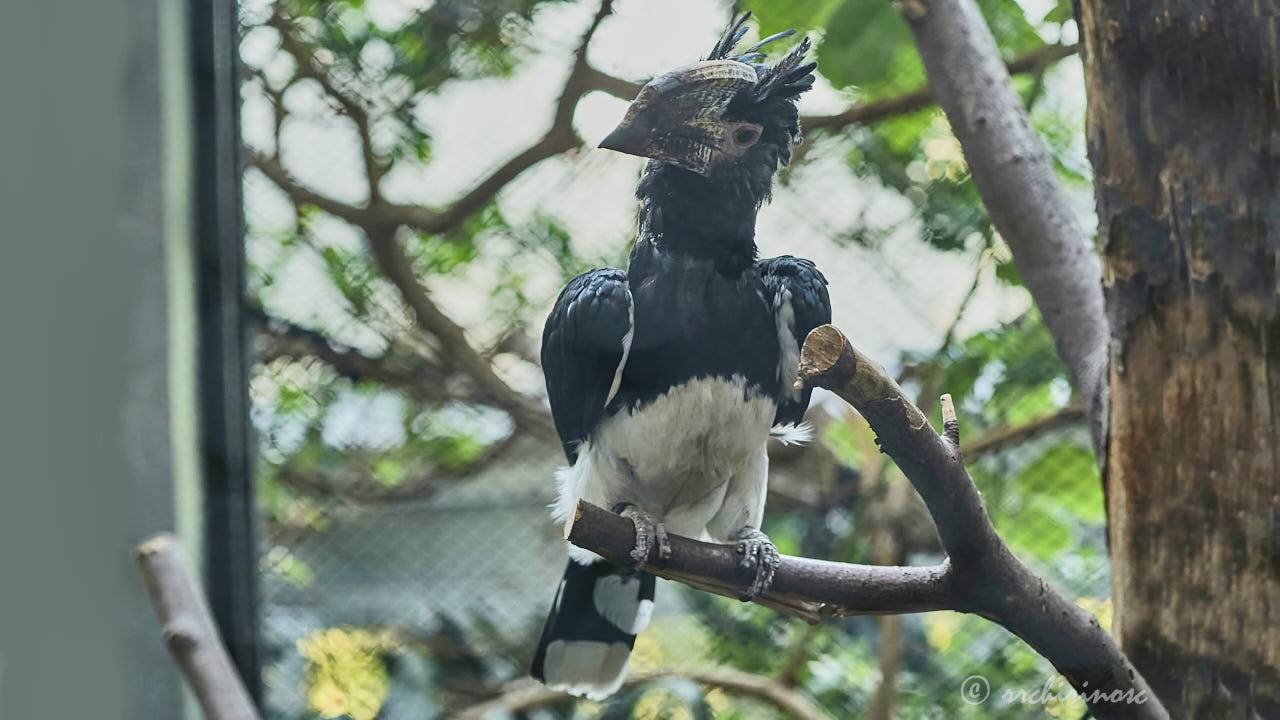 Trumpeter hornbill